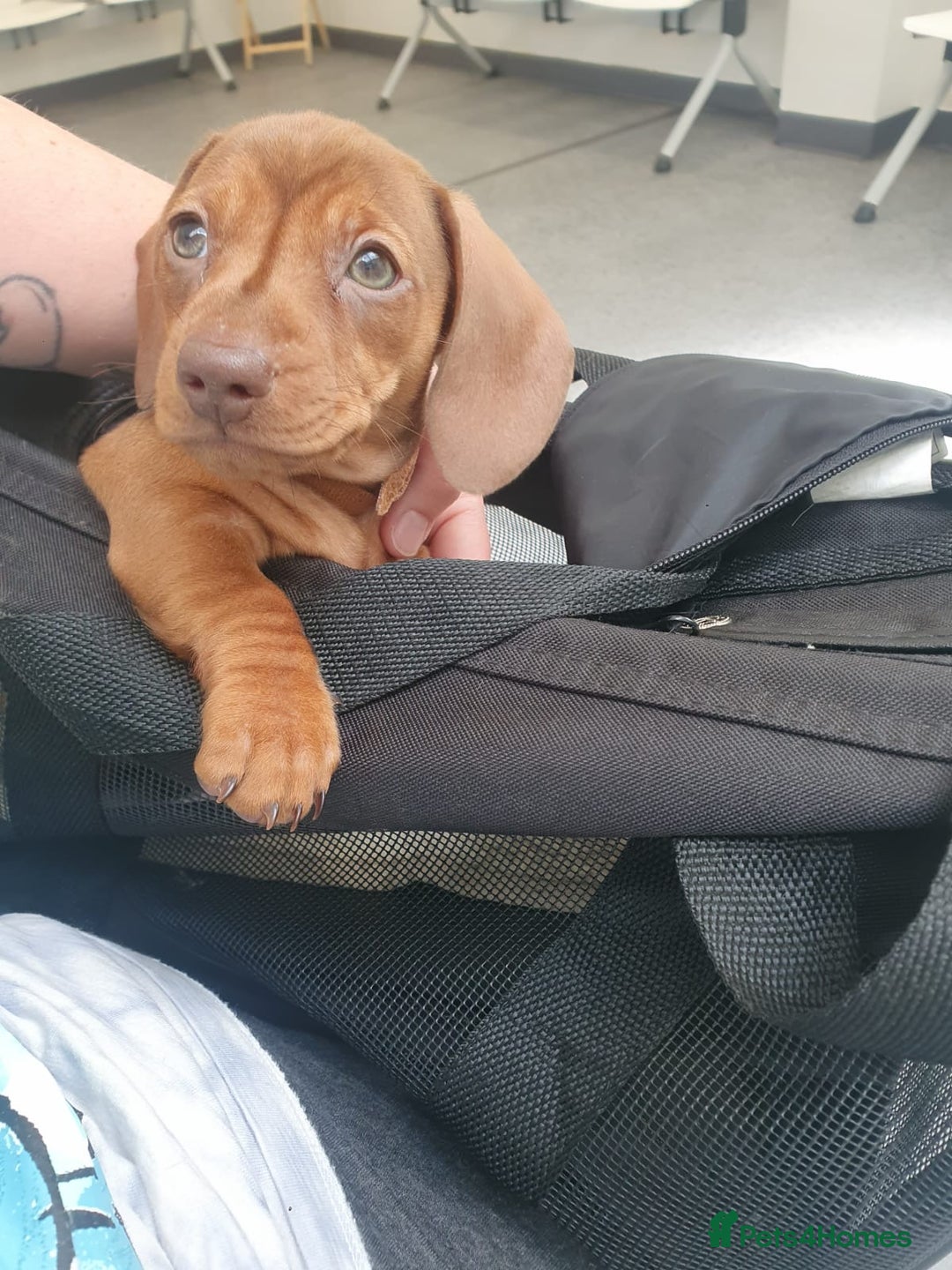 Dachshund dogs for stud: FOR STUD PROVEN kc reg Choc & tan mini dachshund in Sunderland - Advert 18