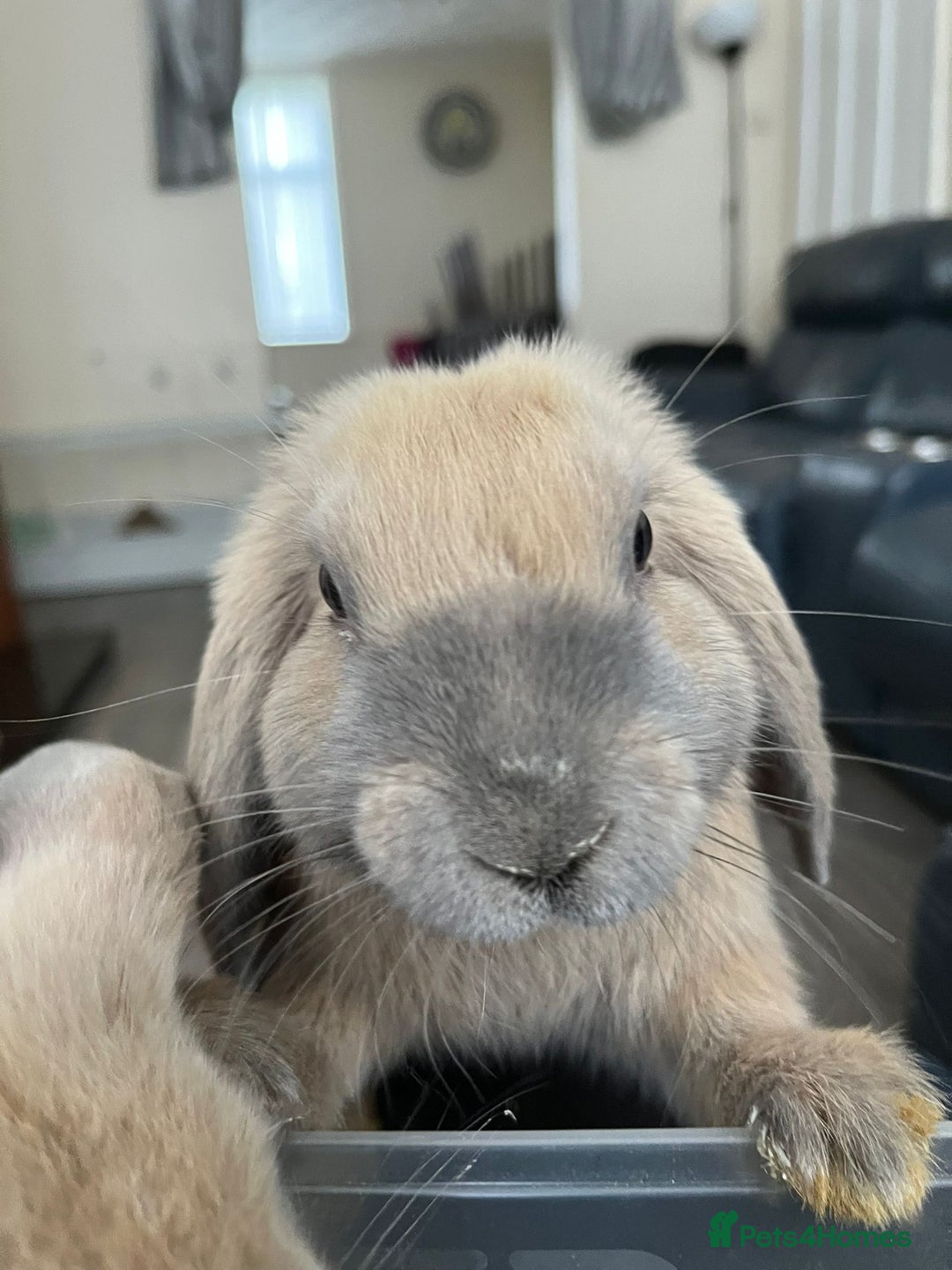 Mixed Breed rabbits for sale: 2 male bunnies looking for a new friendly home 9wk - Image 5