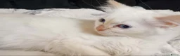Ragdoll cats for sale: Female purebred RAGDOLLS - Advert 5