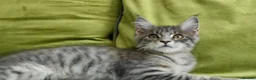 Maine Coon cats for sale: Maine Coon Kitten ready - Advert 33