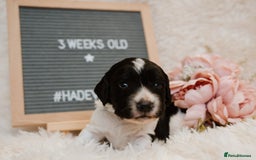 Cocker Spaniel dogs for sale: 2 beautiful working cocker boys  - Image 9