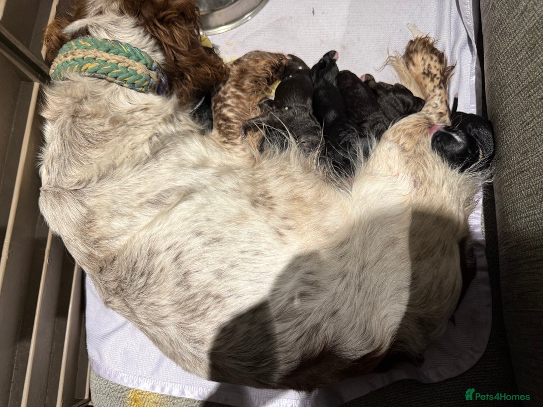 Cockapoo dogs for sale: Miniature f1 Cockapoos puppies - Advert 27