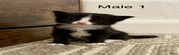 Mixed Breed cats for sale: Lovely Mixed-Breed Kittens Seeking Loving Homes - Advert 10