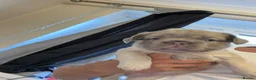 French Bulldog dogs for sale: Stunning Fluffy frenchies  - Advert 3