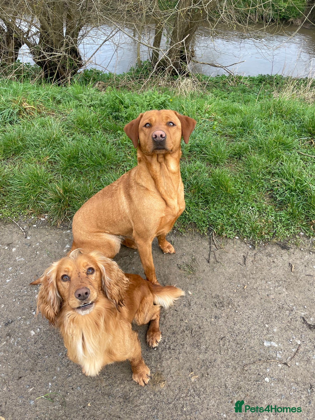 Cocker Spaniel dogs for stud: *KC HEALTH TESTED WORKING COCKER SPANIEL FOR STUD* in Darlington - Advert 8