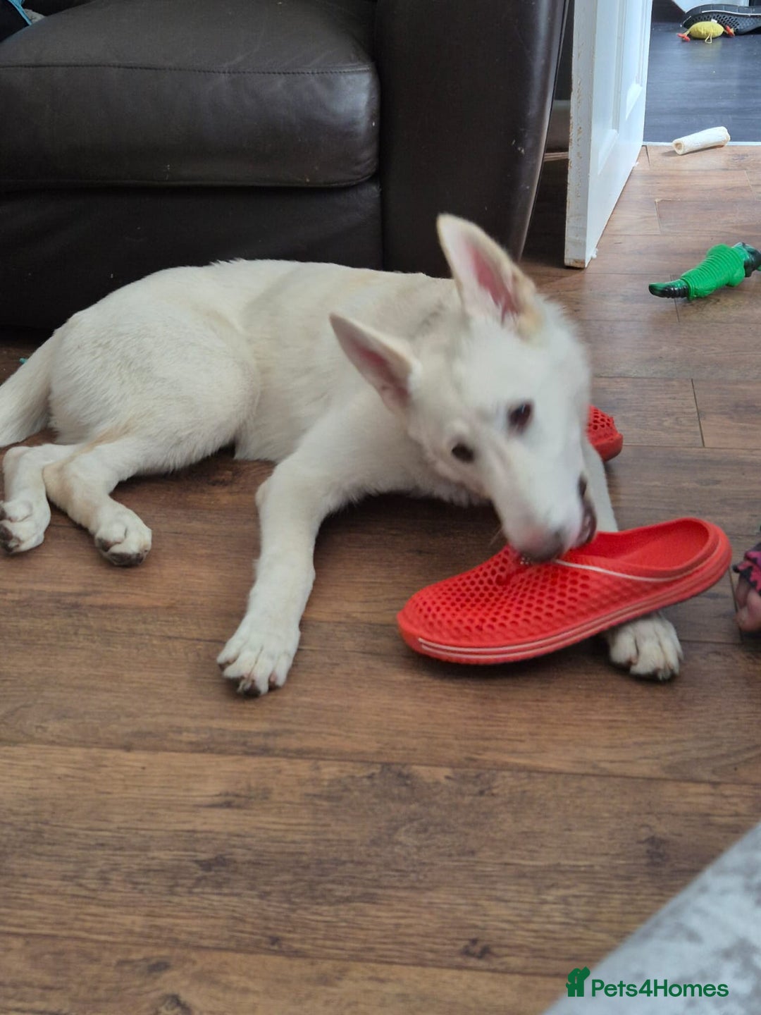 German Shepherd dogs for sale: White german shepard  - Image 2
