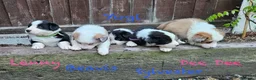 Border Collie dogs for sale: Stunning Border Collie Pups - Advert 1