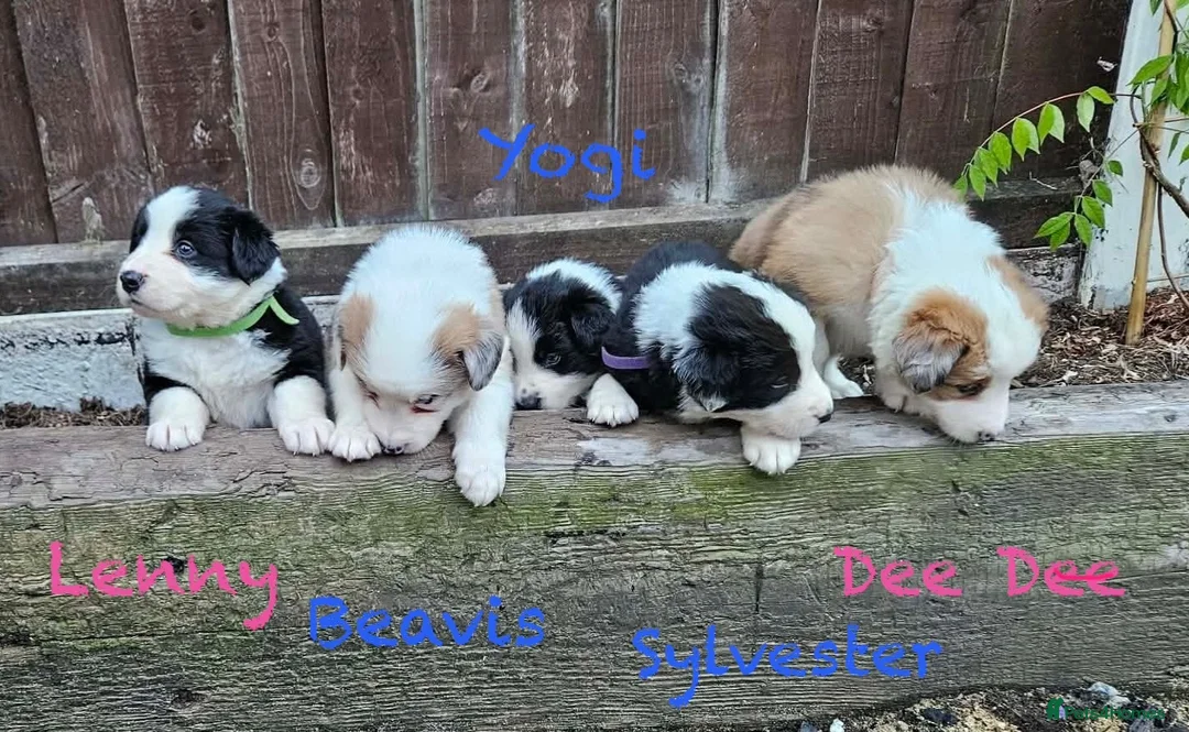 Border Collie dogs for sale: Stunning Border Collie Pups - Advert 1