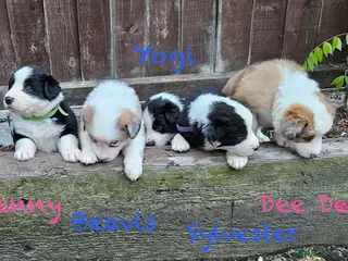 Border Collie dogs Stunning Border Collie Pups - Advert 1