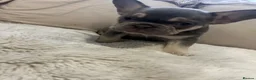 French Bulldog dogs for sale: French bulldog - Advert 17
