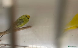Budgerigars birds for sale: Budgies  - Image 4