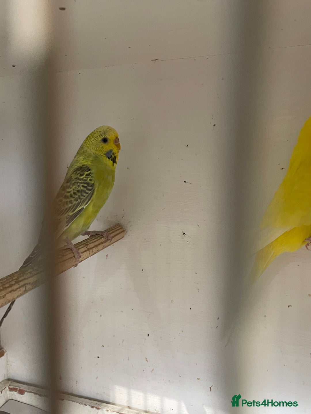 Budgerigars birds for sale: Budgies  - Image 4
