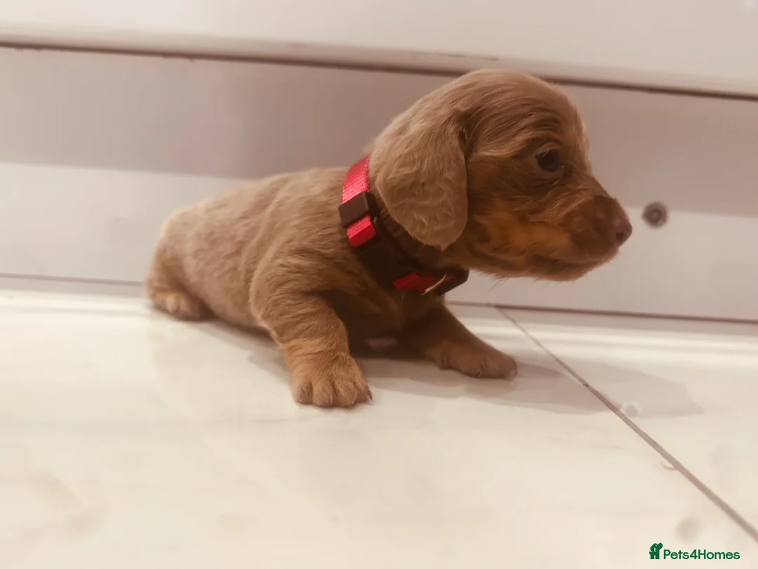 Miniature Dachshund dogs for sale: Last 2 blue&tan girls kc longhair mini dachshunds - Advert 25