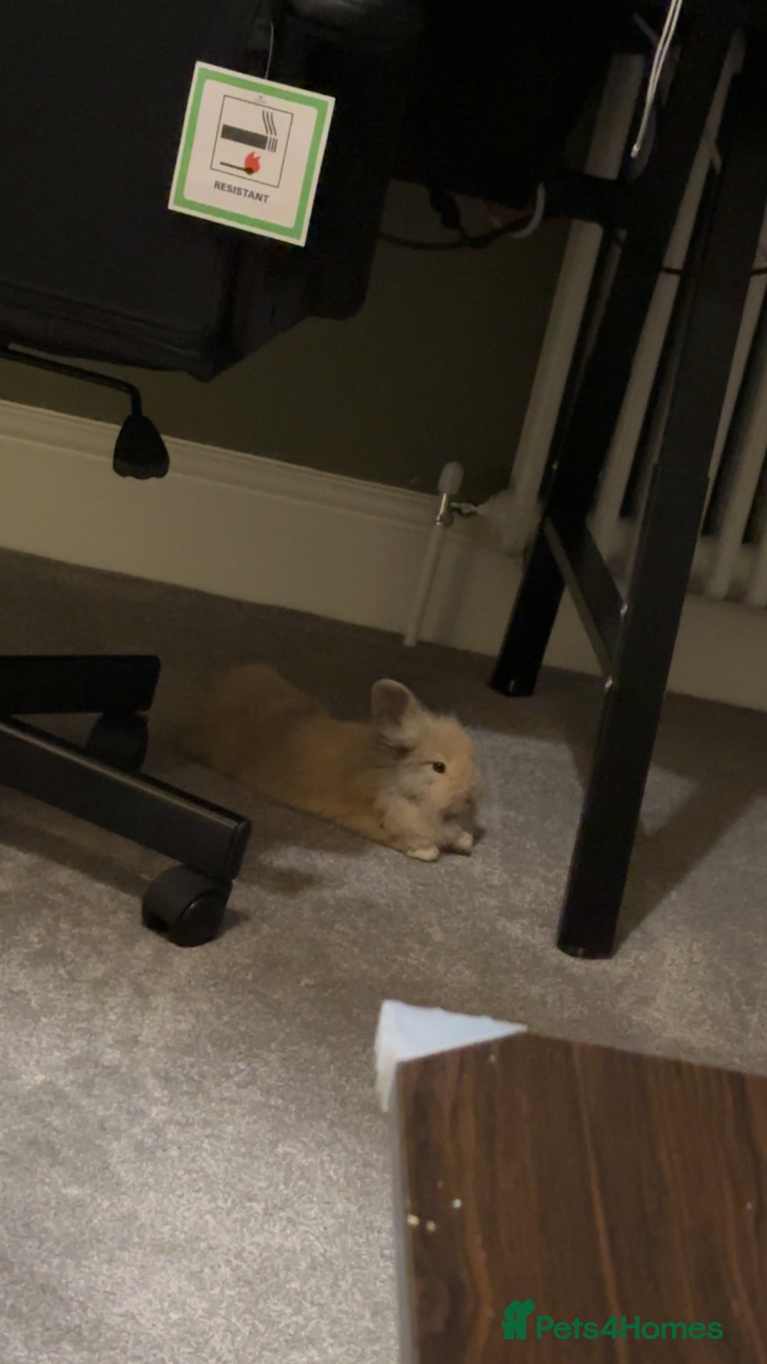 Mini Lop rabbits for sale: 13 week old male lop for sale - Advert 6