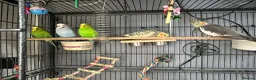 Cockatiels birds for sale: 3 budgies and 2 cockatiels in Kidlington - Advert 8