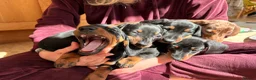 Miniature Dachshund dogs for sale: Last Girl & Boy - Miniature Dachshund Puppies - Advert 11