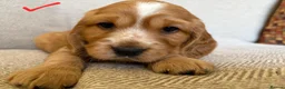 Cocker Spaniel dogs for sale: Cutest Cocker Spaniel Girls - Advert 9