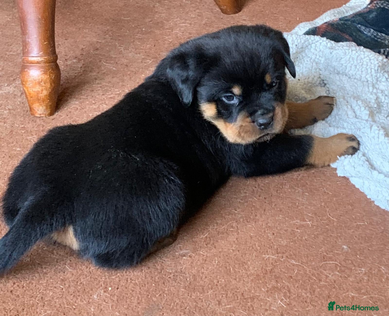 Rottweiler dogs Proper big old fashioned Rottie  pups ready now  - Advert 4