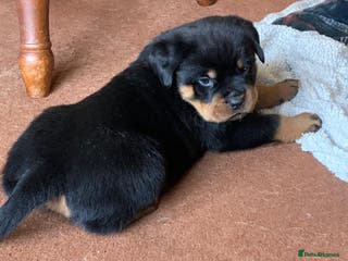 Rottweiler dogs Proper big old fashioned Rottie pups ready now - Advert 4