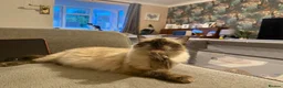 Ragdoll cats for sale: Only 2 beautiful ragdolls girls left  - Advert 6