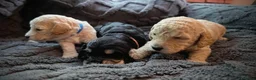 Cockapoo dogs for sale: Beautiful cute cockapoo’s F2  - Advert 35