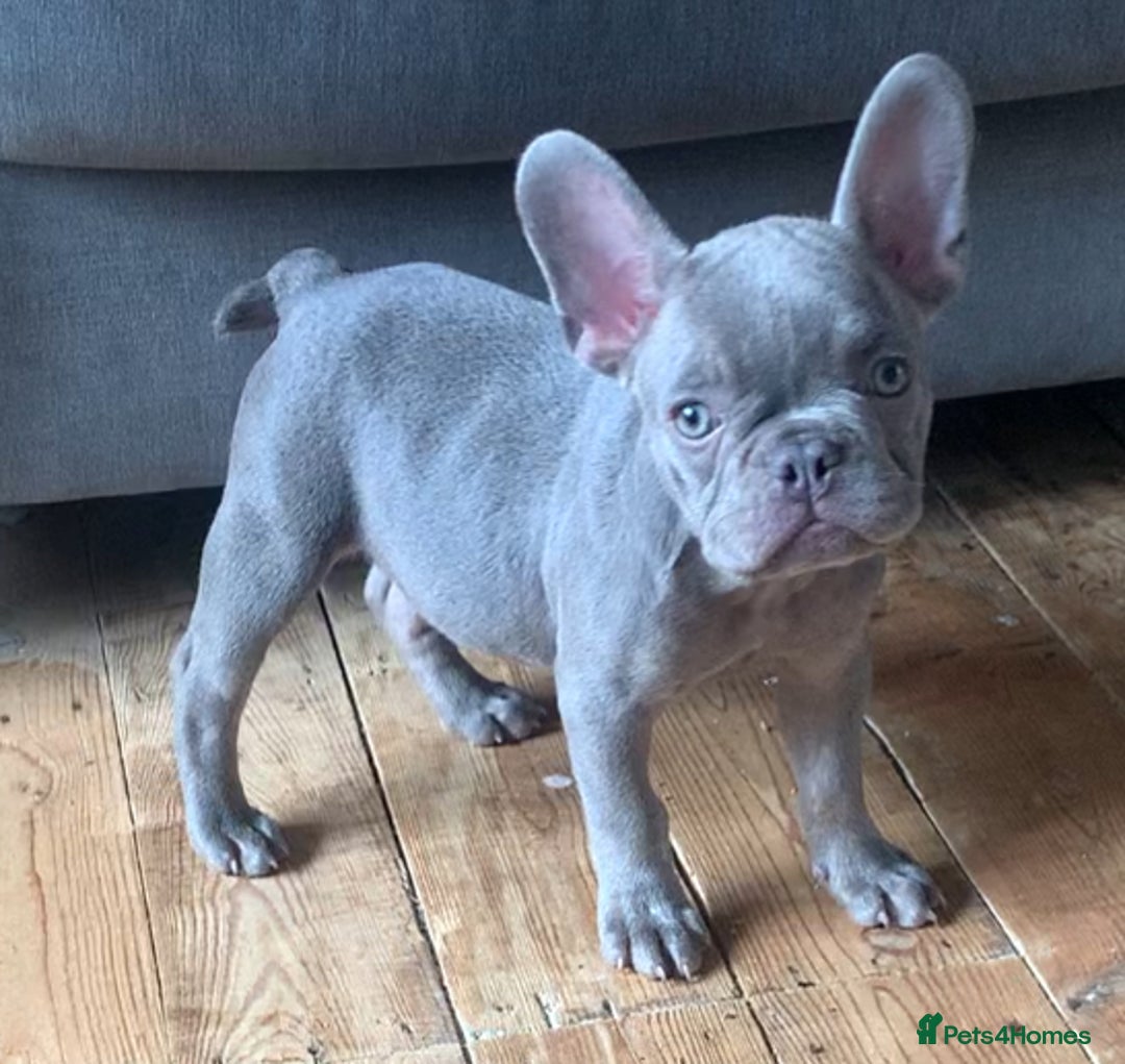 French Bulldog dogs for sale: 1 puppy left! Open to sensible offers  - Image 1