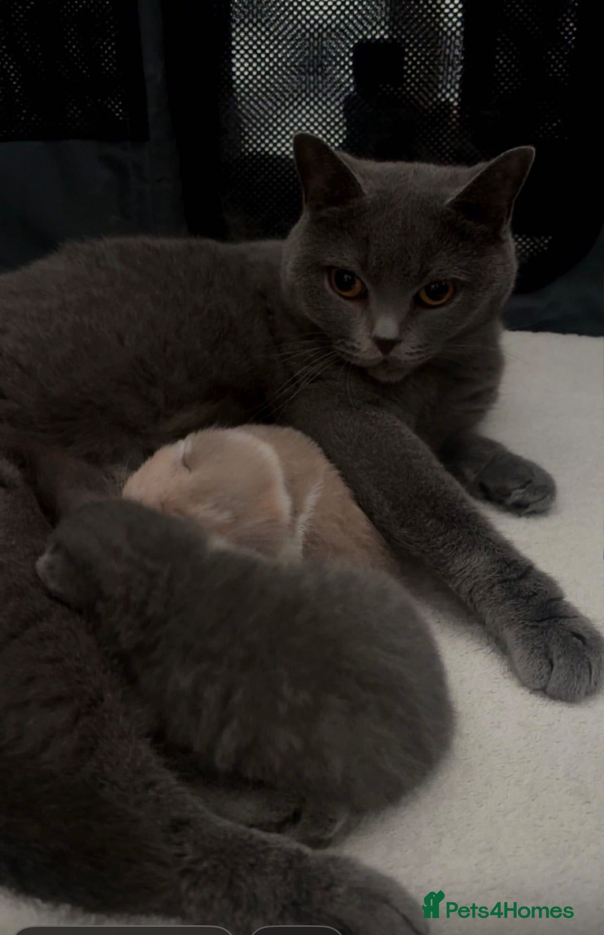 British Shorthair cats Beautiful bi colour male British short hair  - Advert 1