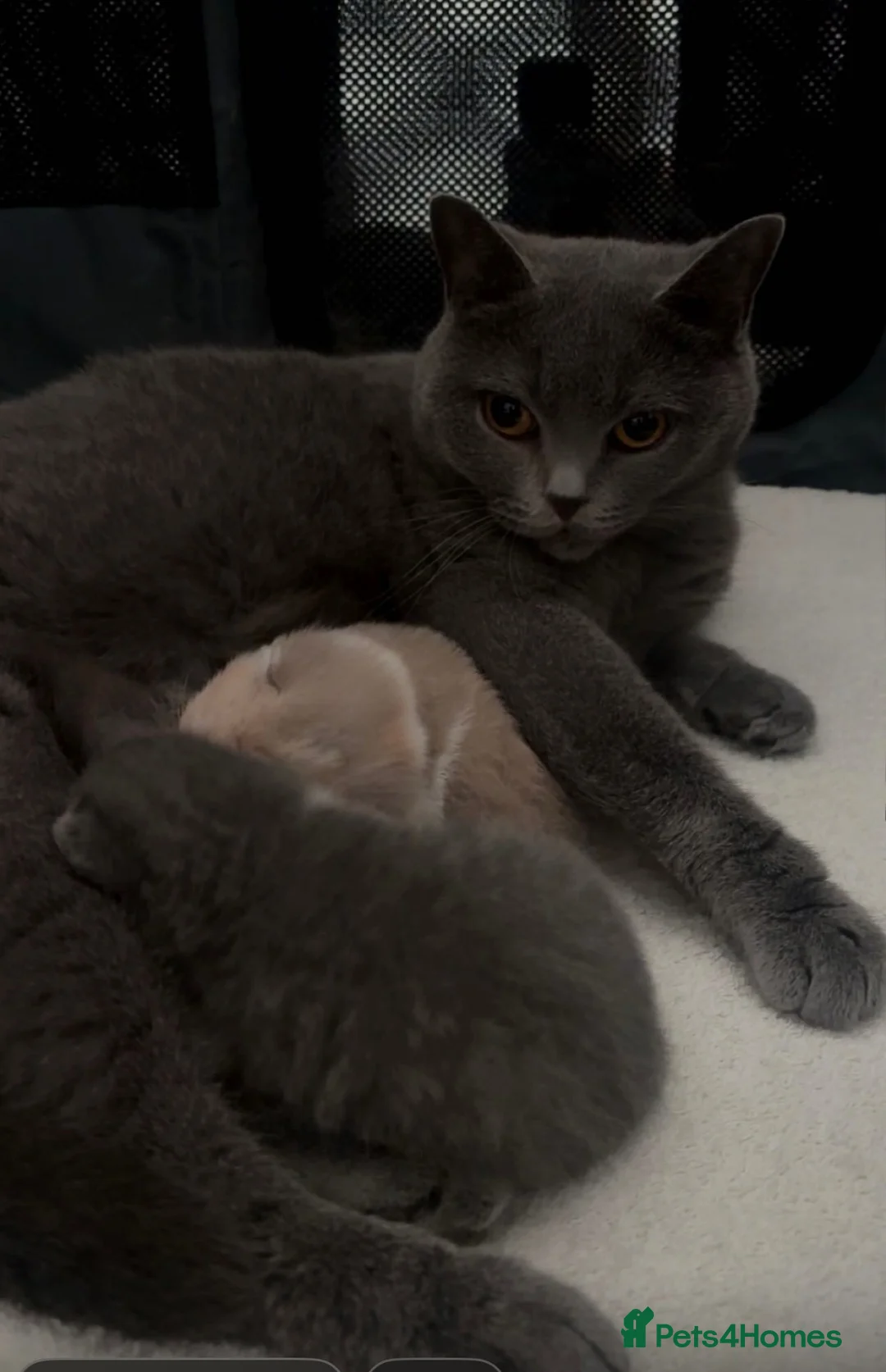 British Shorthair cats for sale: Beautiful bi colour male British short hair  - Advert 1
