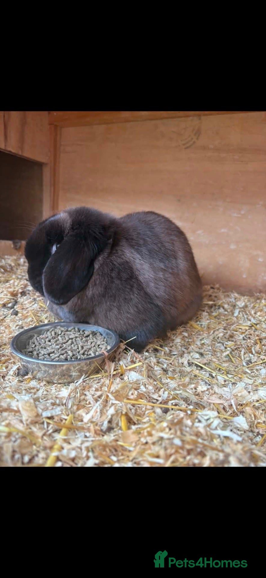 Mini Lop rabbits Mini lops ready to reserve  - Advert 14