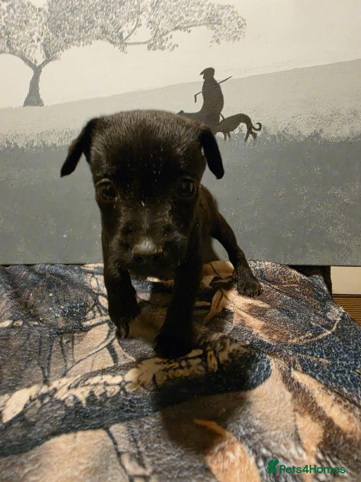 Mixed Breed dogs Patterdale cross  - Advert 2