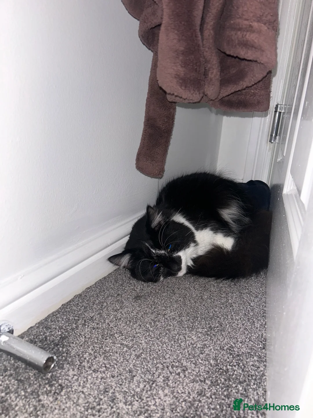 Mixed Breed cats for sale: Cat looking for loving home - Advert 2
