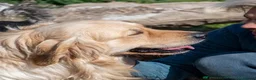 Golden Retriever dogs for sale: Show Line Golden Retriever pups available - Advert 9
