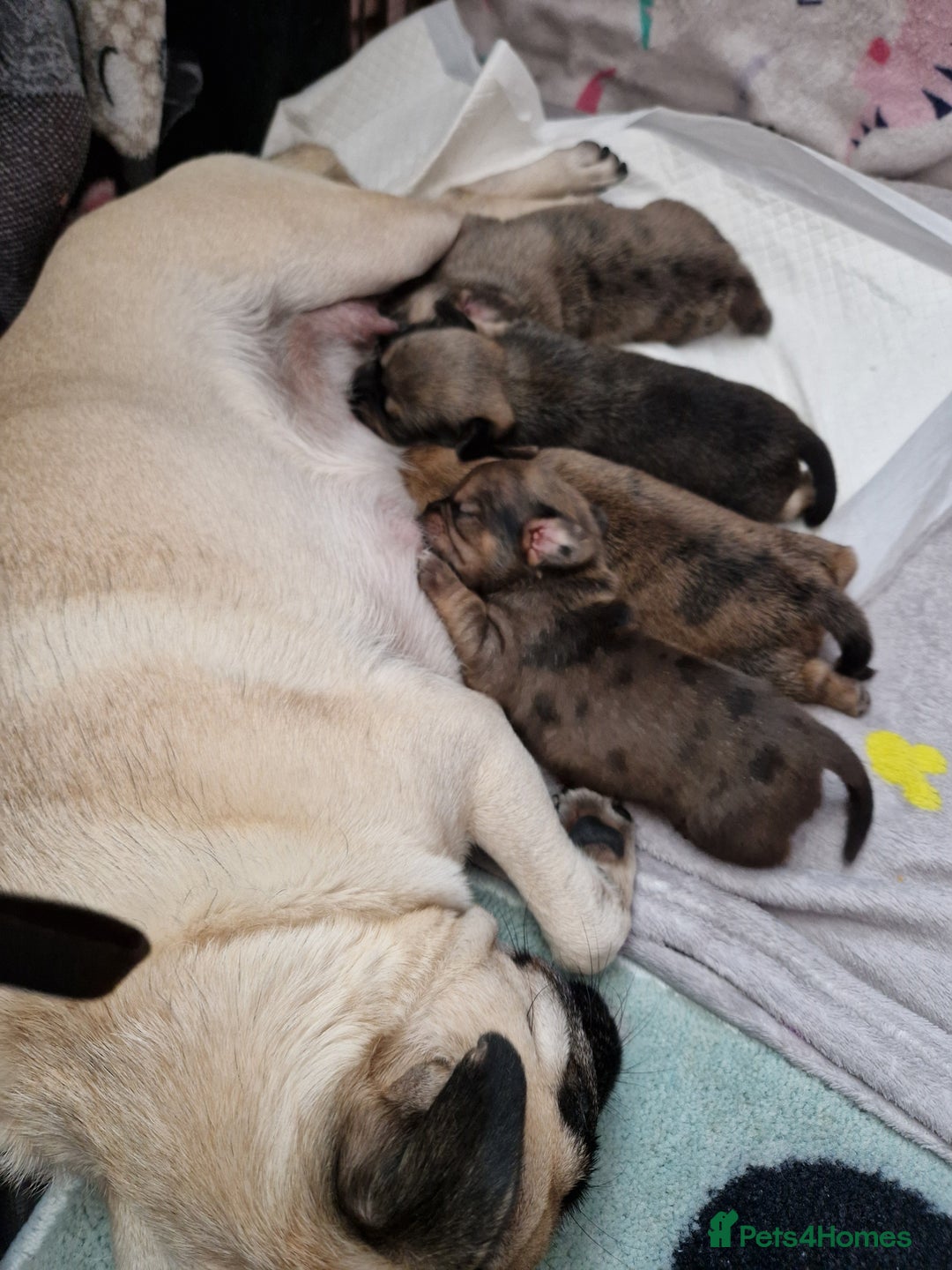 Mixed Breed dogs for sale: Puppies  - Image 1