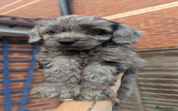 Cockapoo dogs for sale: Cockapoo Puppies (TOY) - Image 28