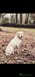 Labrador Retriever dogs KC Registered Labrador Puppies - Advert 1