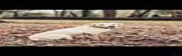 Labrador Retriever dogs for sale: KC Registered Labrador Puppies - Advert 1