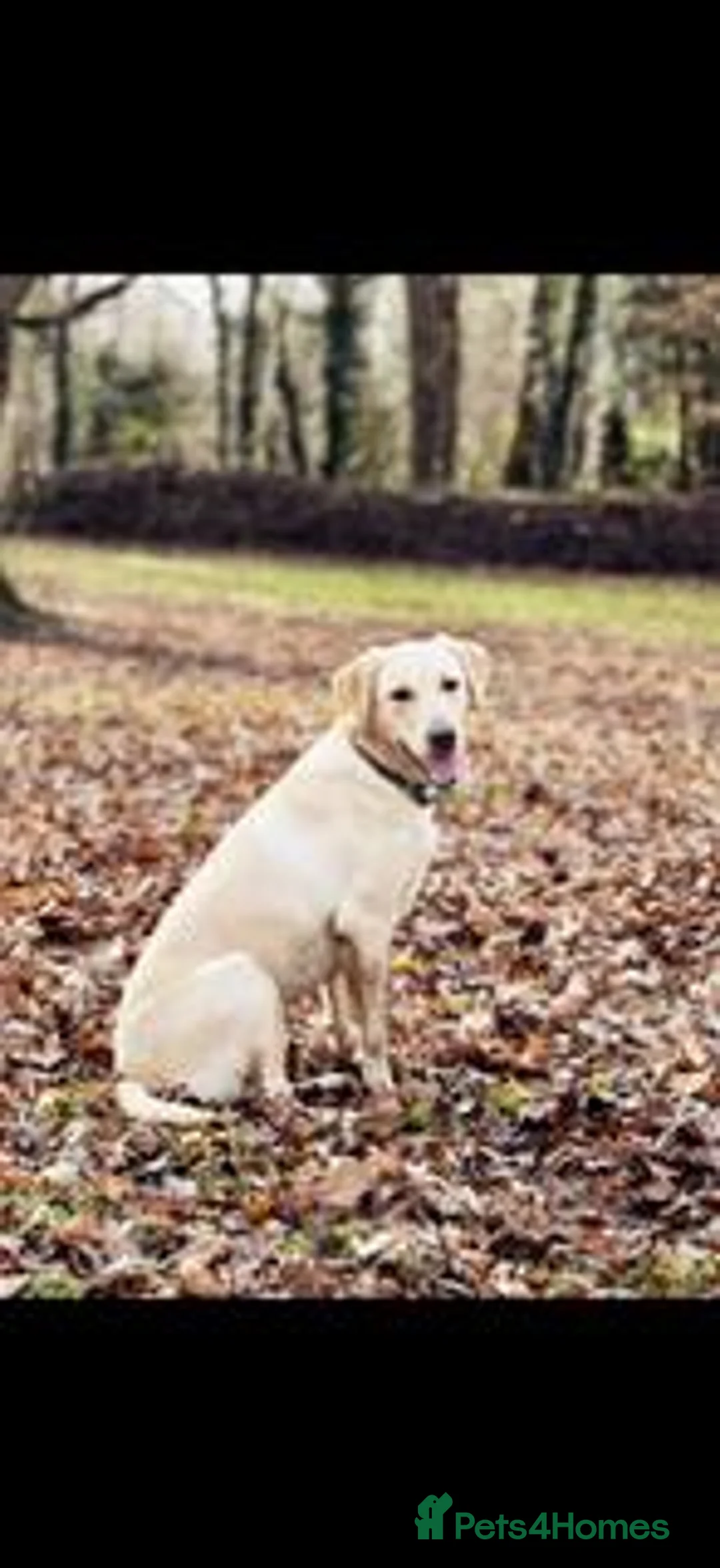 Labrador Retriever dogs for sale: KC Registered Labrador Puppies - Advert 1
