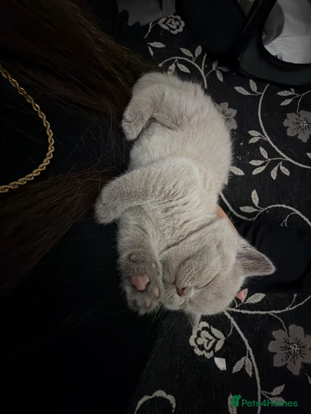 British Shorthair cats for sale: Lilac female British Shorthair  - Advert 2