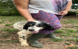 English Setter dogs for adoption: Rayo  - Image 8