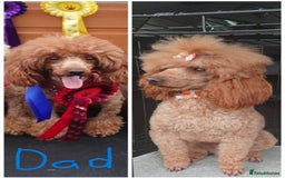 Miniature Poodle dogs for sale: READY NOW !Adorable Miniature Poodle Puppies! in London - Image 5