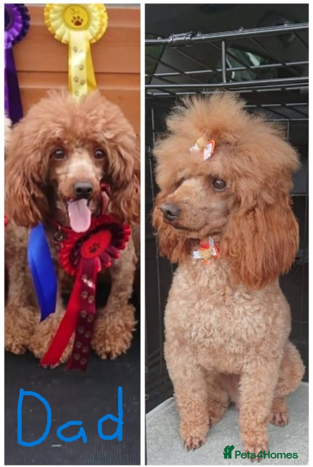 Miniature Poodle dogs for sale: READY NOW !Adorable Miniature Poodle Puppies! in London - Image 5