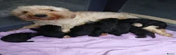 Cockapoo dogs for sale: Black Cockapoo puppies for sale 🤍 - Advert 4