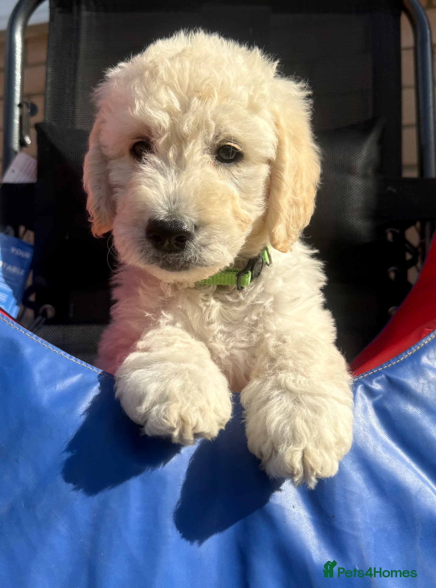 Goldendoodle dogs 🐾 Beautiful Multi-Gen Goldendoodle Puppies - Advert 2