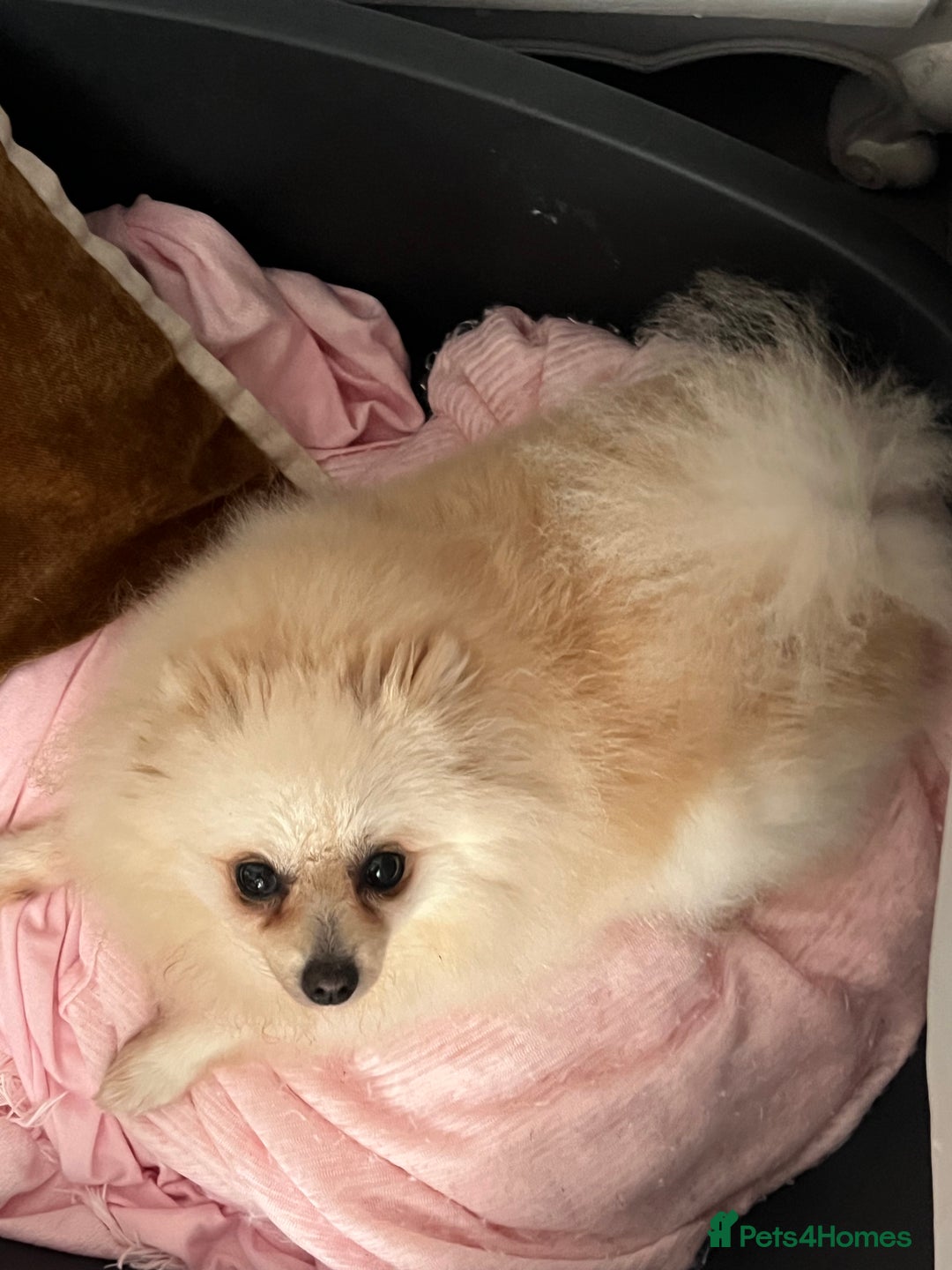 Pomeranian dogs for sale: Beautiful boy Pomeranian - Image 11