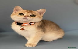 British Shorthair cats for sale: 🫶GCCF - NY12 Golden British Shorthair kittens 🫶 - Image 8