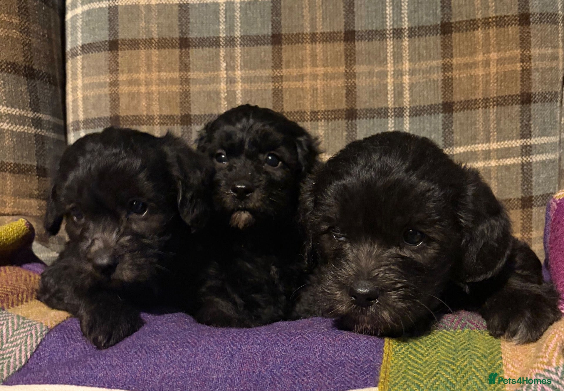 Mixed Breed dogs Stunning Doodle Puppies  - Advert 2