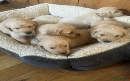 Golden Retriever dogs for sale: Beautiful Chunky KC Golden Retriever Puppies - Image 24