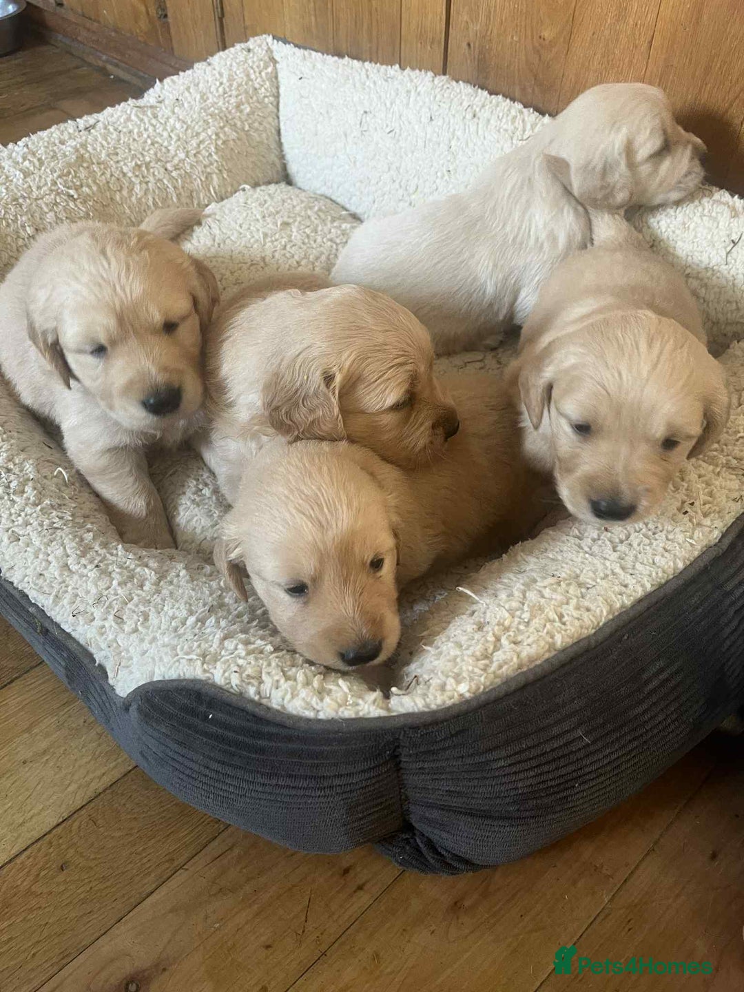 Golden Retriever dogs for sale: Beautiful Chunky KC Golden Retriever Puppies - Image 24