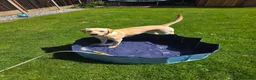 Labrador Retriever dogs for sale: CHARLIE in Hinckley - Advert 6