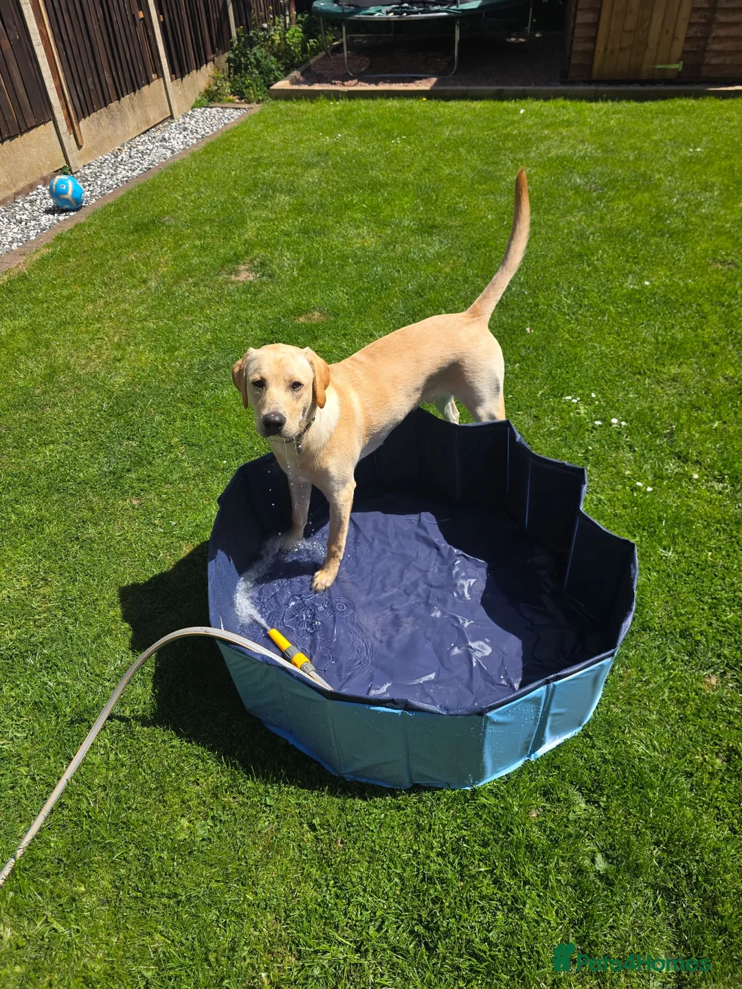 Labrador Retriever dogs for sale: CHARLIE in Hinckley - Advert 6
